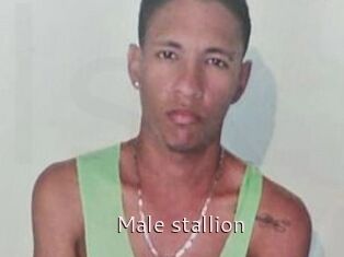 Male_stallion